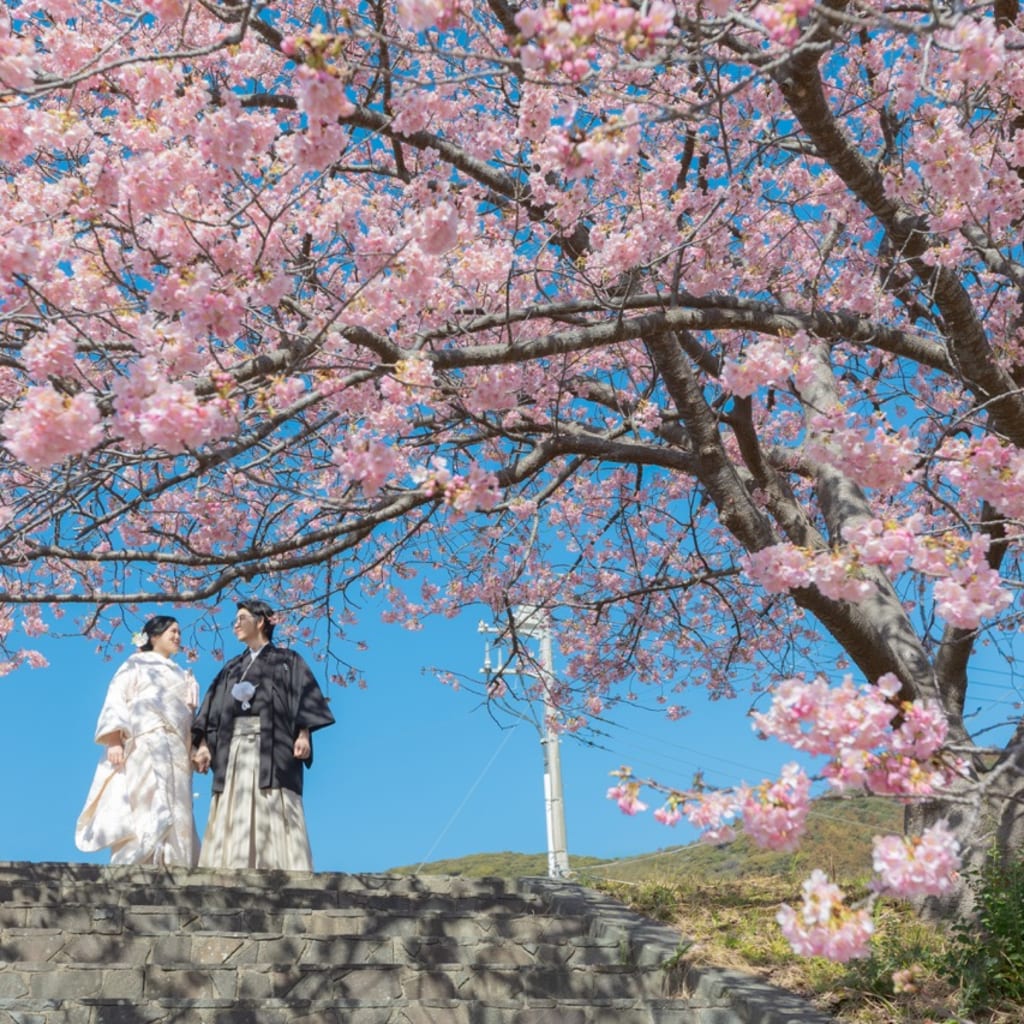 河津桜ロケーション🌸 | デコルテフォトグラフィー | 前撮り・フォトウェディング