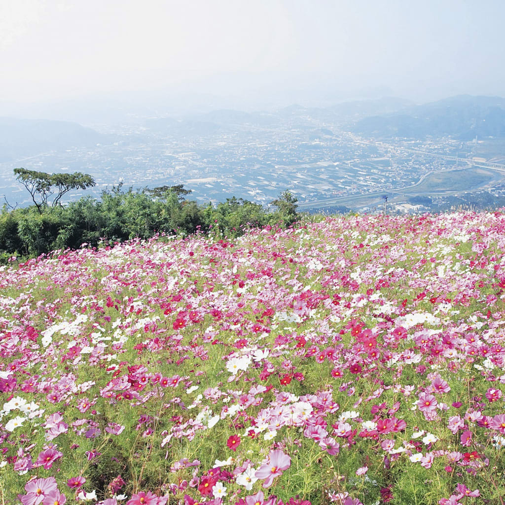 鷲ヶ峰コスモスパーク