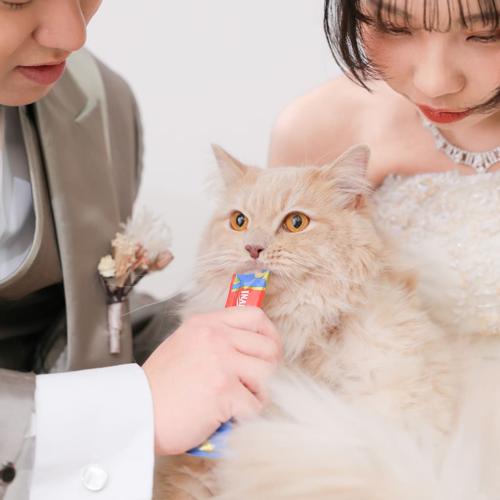 猫ちゃんとウエディングフォト！新しくなったパーゴラ