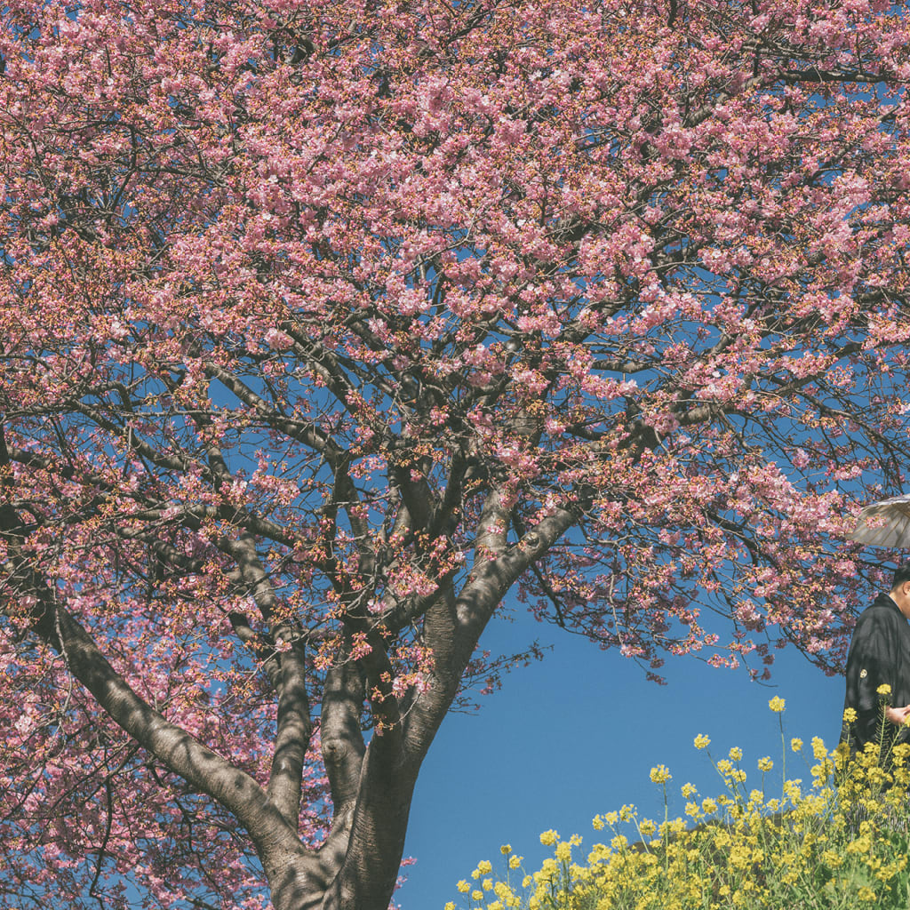 桜咲く | デコルテフォトグラフィー | 前撮り・フォトウェディング