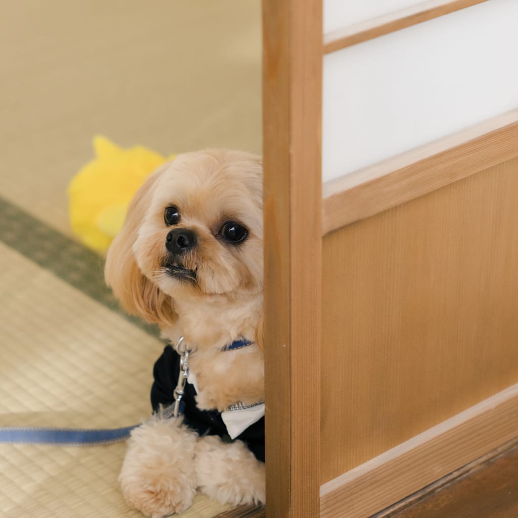 わんちゃんと一緒に和装撮影🐶 | デコルテフォトグラフィー | 前撮り・フォトウェディング