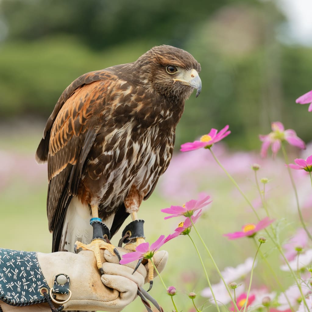 愛知牧場で動物フォト | デコルテフォトグラフィー | 前撮り・フォトウェディング