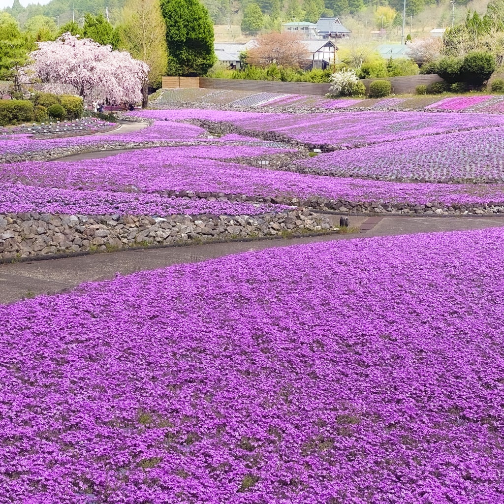 花のじゅうたん