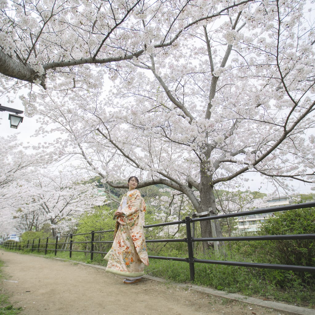 桜ロケーション