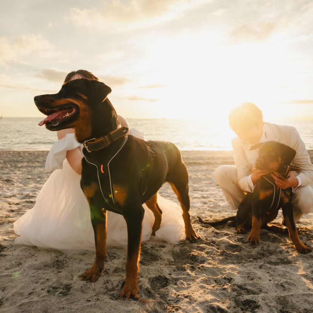 愛犬たちと | デコルテフォトグラフィー | 前撮り・フォトウェディング