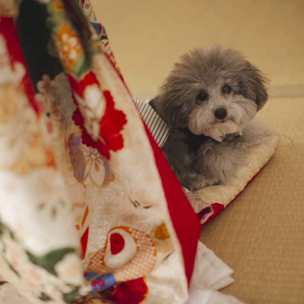 わんこと屋内庭園 | デコルテフォトグラフィー | 前撮り・フォトウェディング