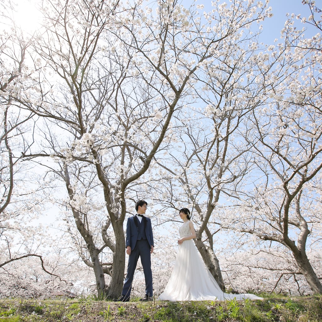 春の糸島！桜満開でした！ | デコルテフォトグラフィー | 前撮り・フォトウェディング