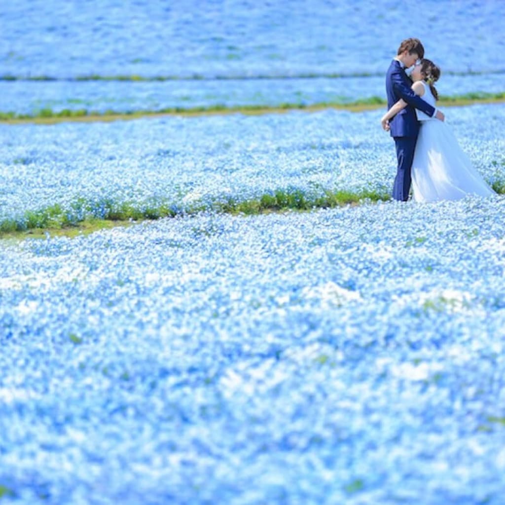 満開のネモフィラ 海ノ中道海浜公園 デコルテフォトグラフィー 前撮り フォトウェディング