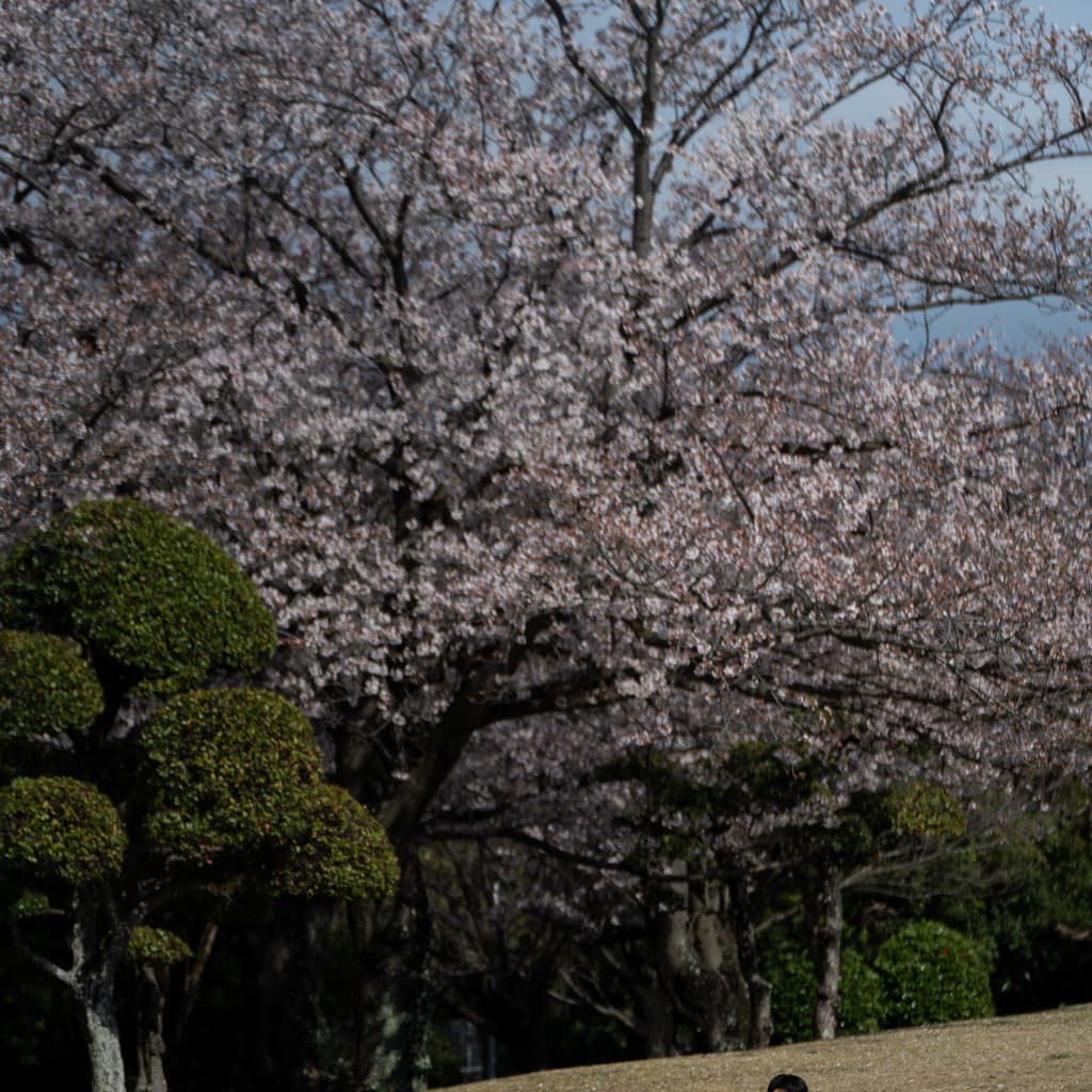 若松公園,桜2026-5