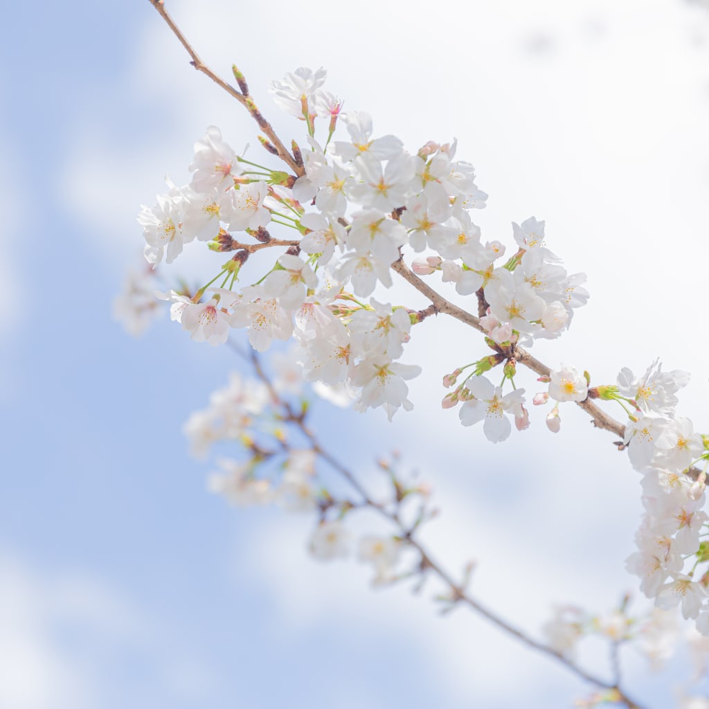 ロケ和装洋装どっちも着ちゃうよプラン♪ | デコルテフォトグラフィー | 前撮り・フォトウェディング