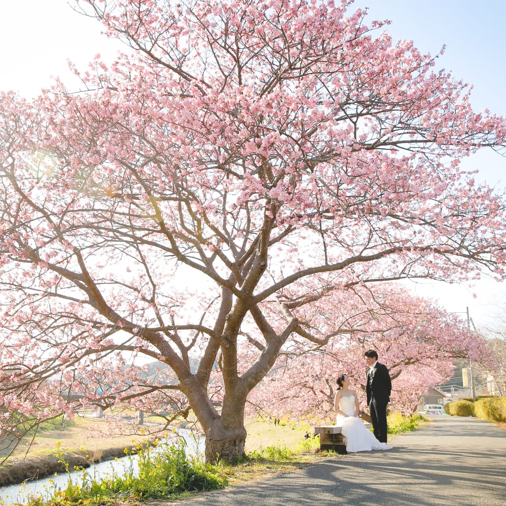 2月の河津桜シーズンもうすぐです。ご予約残りわずかです | デコルテフォトグラフィー | 前撮り・フォトウェディング
