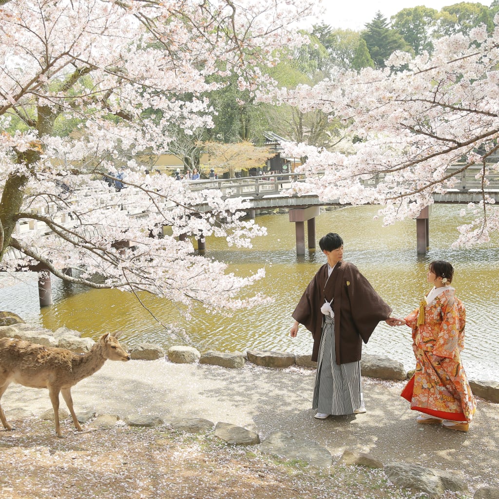 奈良で桜と鹿ちゃんと♪ | デコルテフォトグラフィー | 前撮り・フォトウェディング