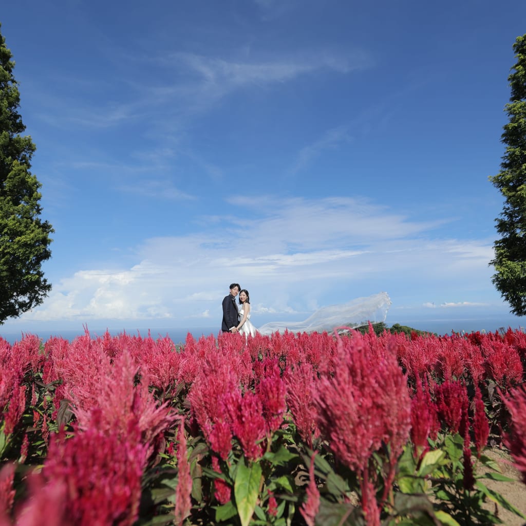 淡路島プラン(花畑） | デコルテフォトグラフィー | 前撮り・フォトウェディング