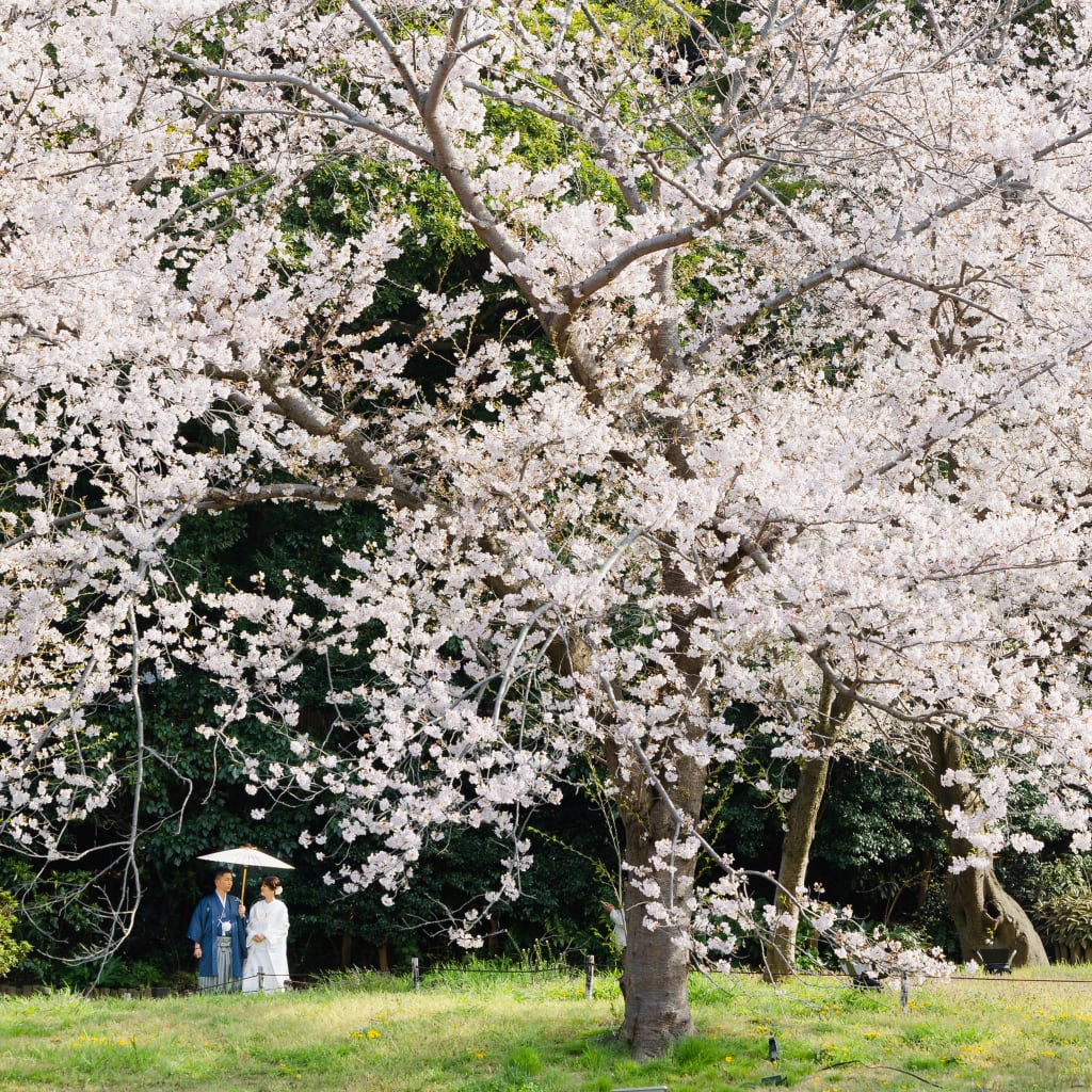 一面の桜と撮る　photo by 谷澤明美