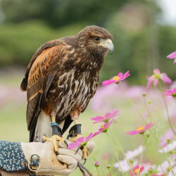 愛知牧場で動物フォト