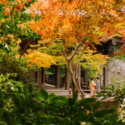 グラデーションが美しい鎌倉・妙本寺の紅葉photo by 谷澤明美