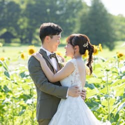 2026年昭和記念公園ひまわり