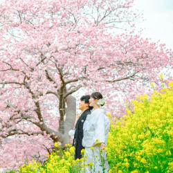 河津桜の季節が近づいてきました！！！桜と菜の花と海と！