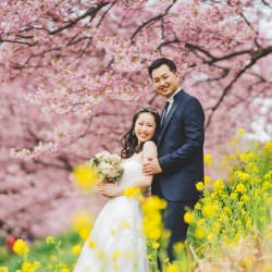 南伊豆河津満開の桜と菜の花で撮影