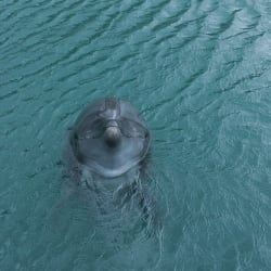 イルカのいる島〜壱岐ロケーション〜