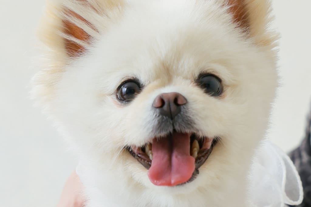 わんちゃん&ケーキ🍰🐕