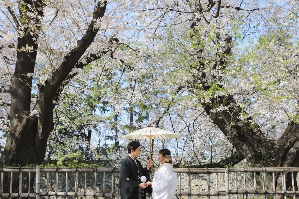 sakura