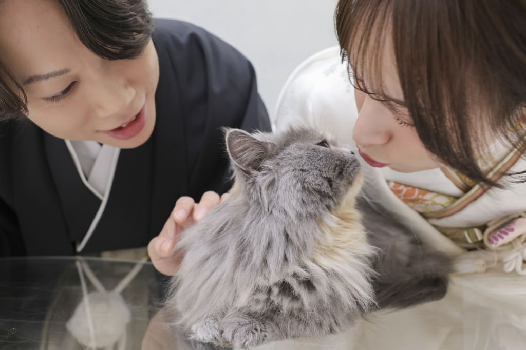 愛猫ちゃんと新しい思い出作り！