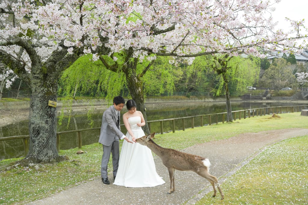 【洋装：奈良公園】桜と鹿と