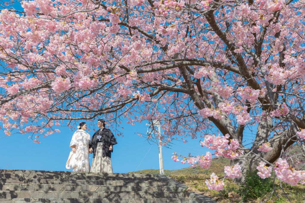 河津桜ロケーション🌸