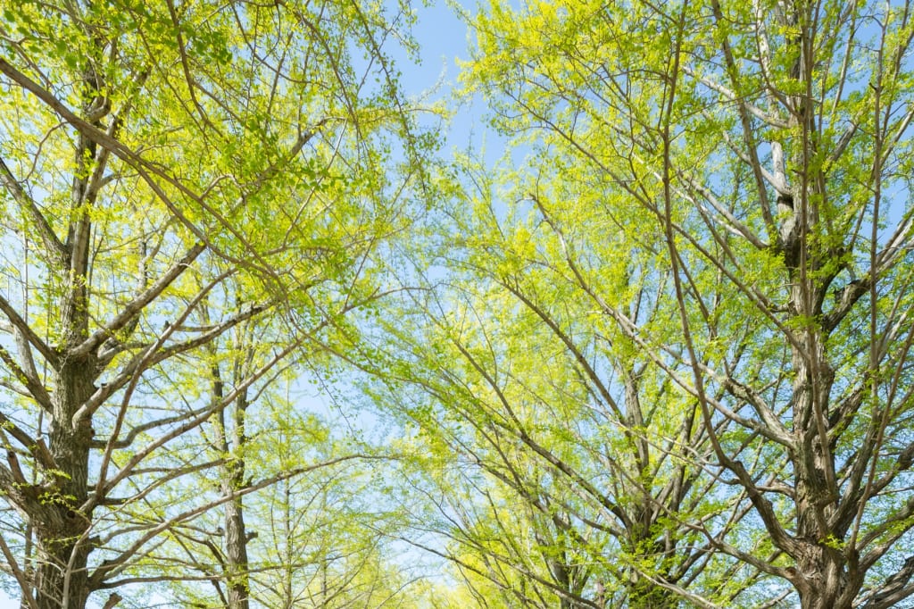 新緑と春の花々に包まれて。光溢れるロケーションフォト