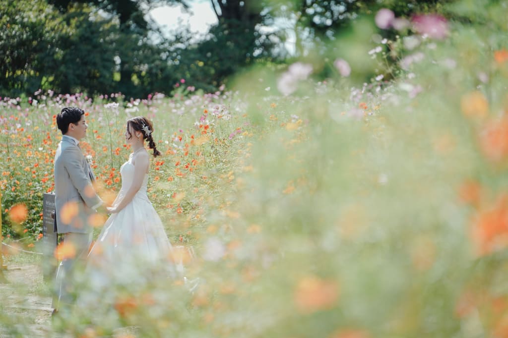 キラキラコスモス