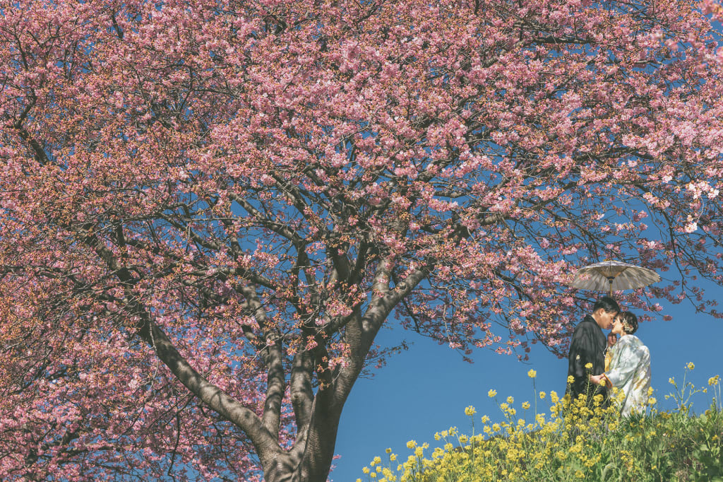 桜咲く