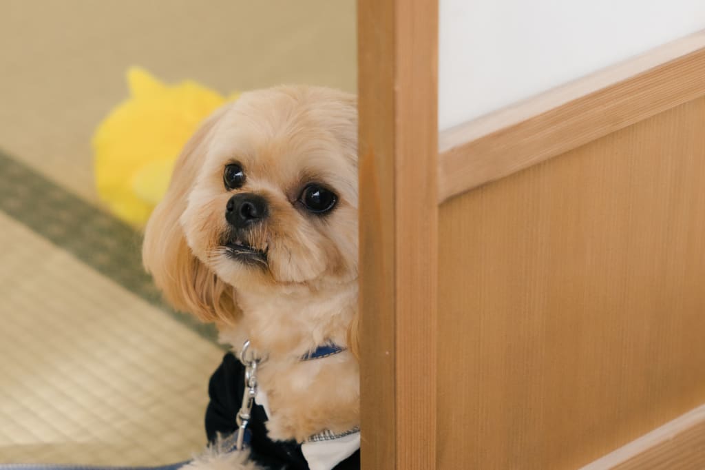 わんちゃんと一緒に和装撮影🐶