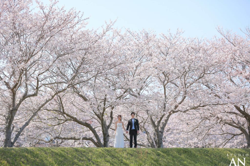 Sakura Report 2019