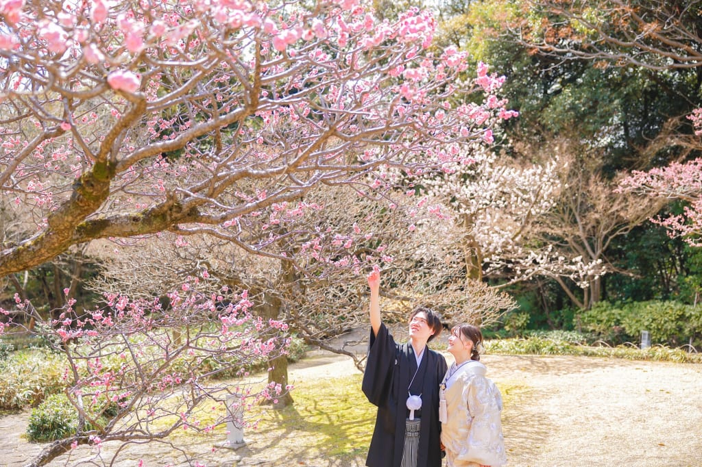 梅の花の満開なロケ