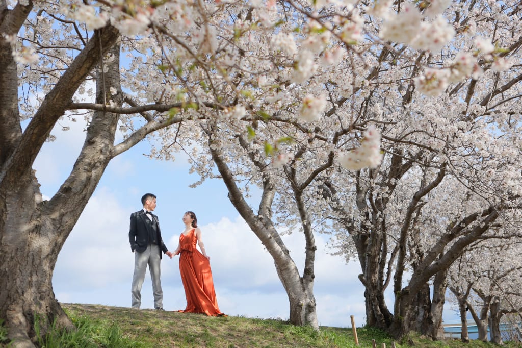 桜巡りの旅