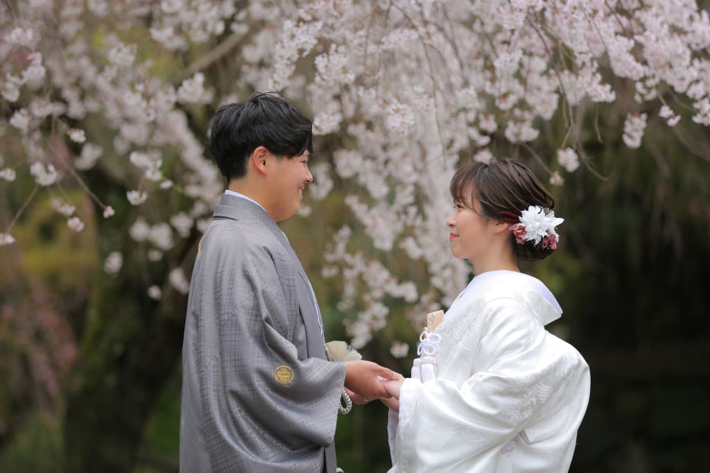 舞鶴の桜は格別