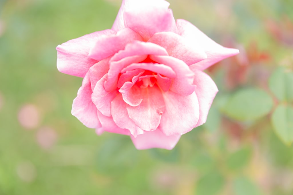 洋装ロケーション持ち込みの小物集