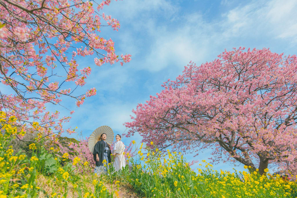 本州で一番早い河津桜