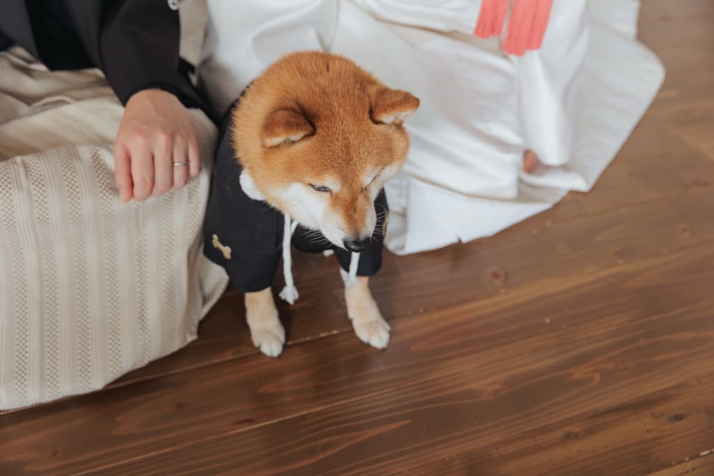 ワンちゃんと和装撮影！