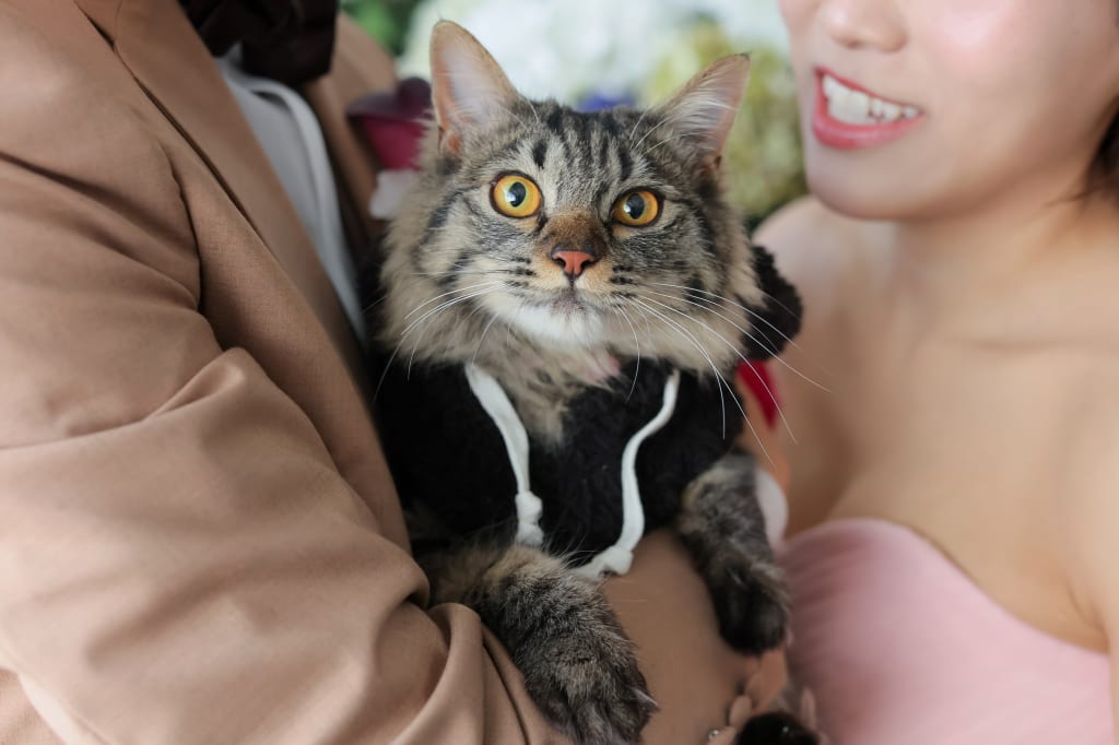 "ペットと一緒に"フォトプラン | フォトウェディング・前撮り・結婚写真