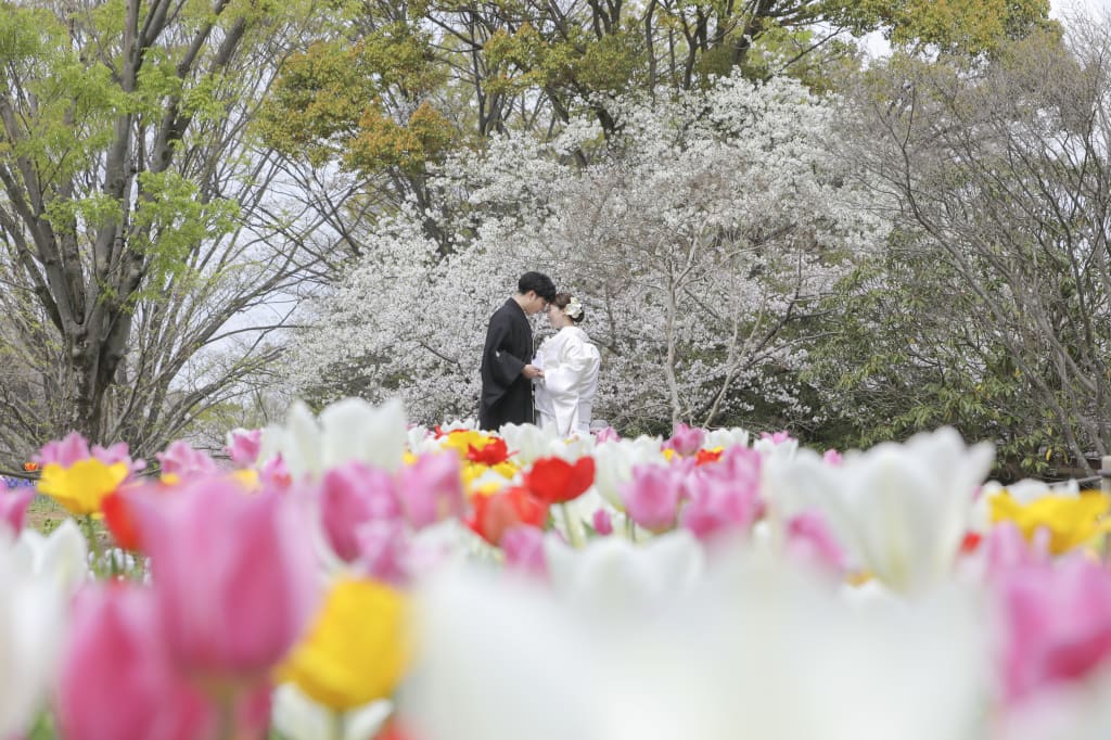 春、桜とチューリップと。