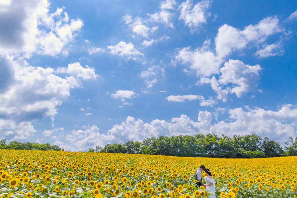北竜町ひまわりロケーションプラン | フォトウェディング・前撮り・結婚写真