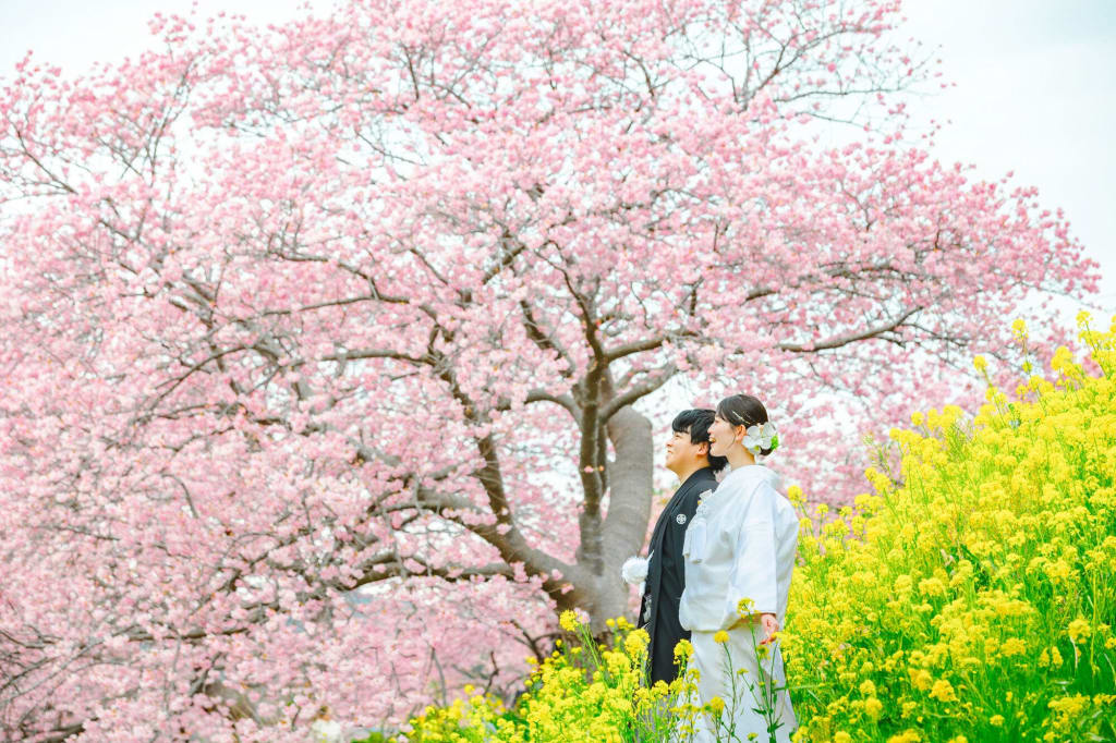 河津桜の季節が近づいてきました！！！桜と菜の花と海と！