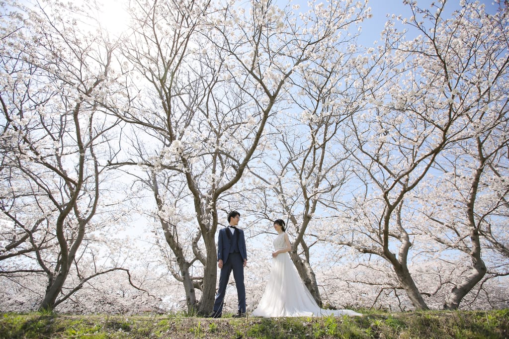 春の糸島！桜満開でした！