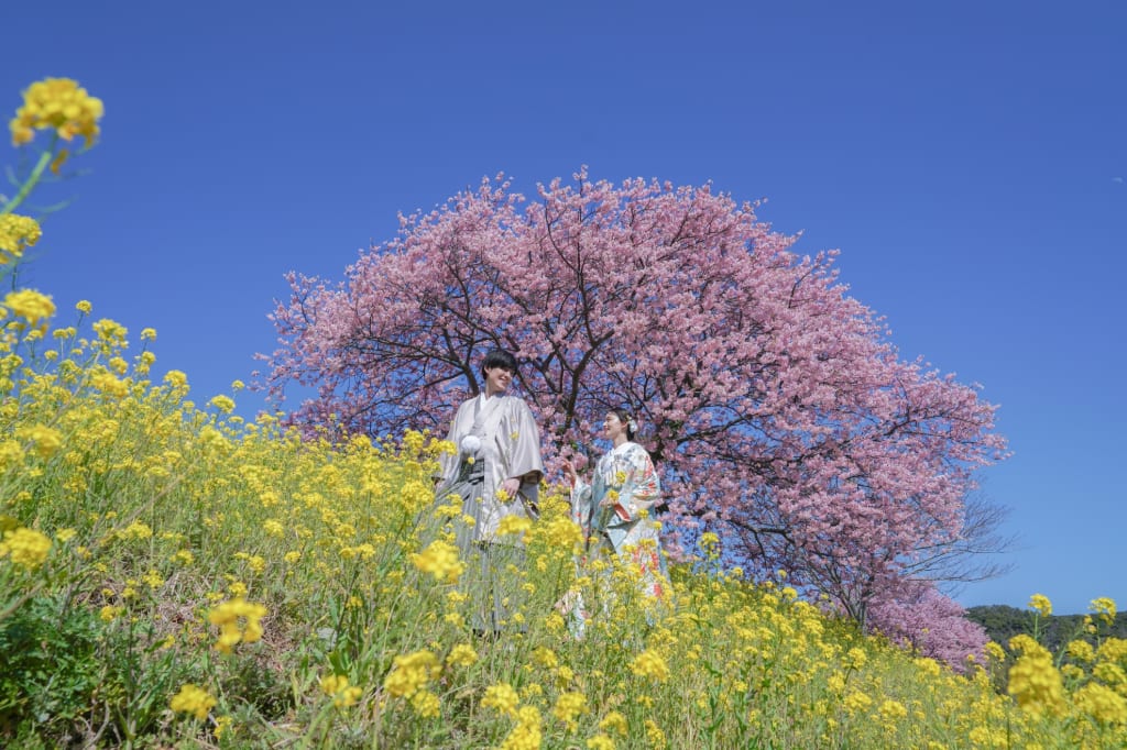 伊豆 河津桜【選べる2箇所】 和装ロケーションプラン | フォトウェディング・前撮り・結婚写真