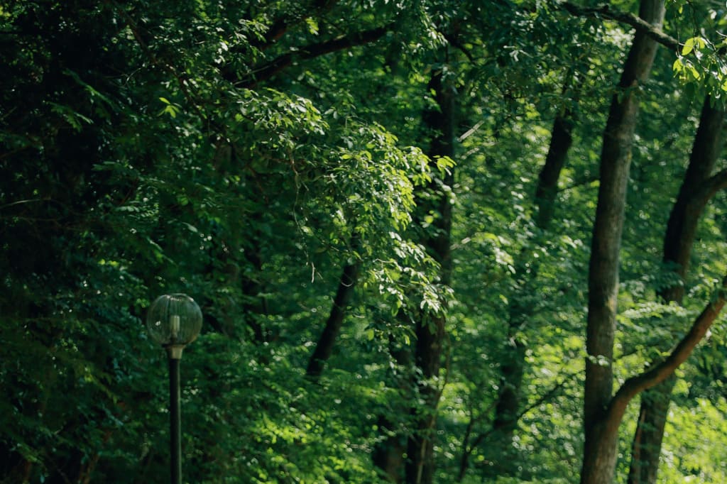 自然溢れる宝ヶ池で洋装撮影🌱