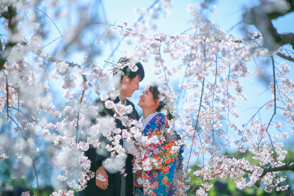 晴れた桜の日に