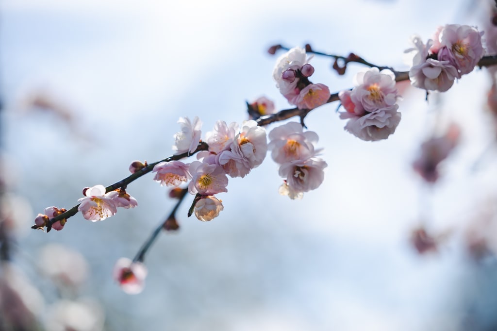 富士山ロケーション