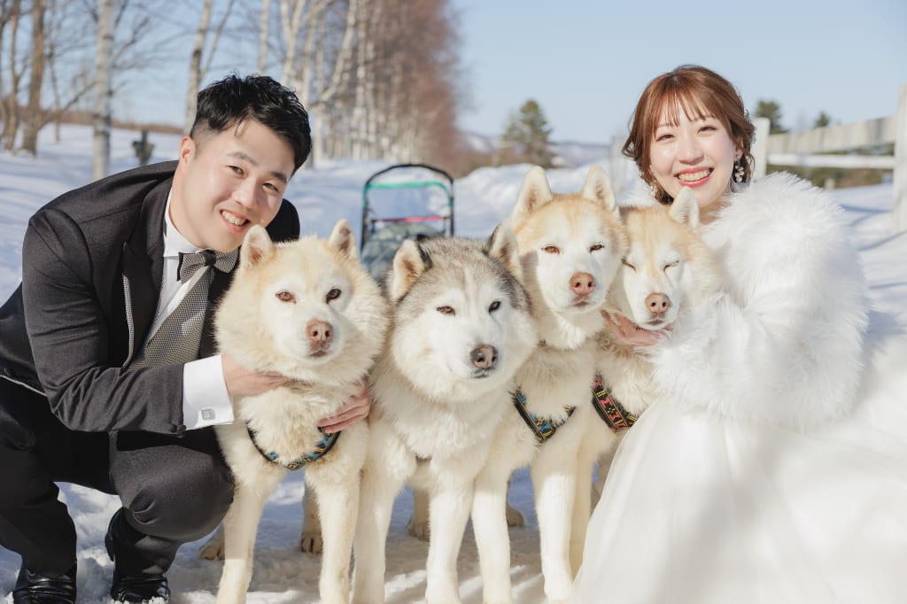 今年からの新プラン、犬ぞり体験も